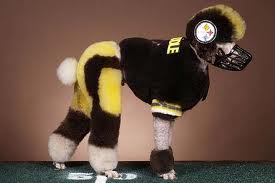 pittsburgh poodle