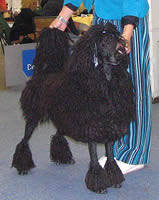 corded poodle