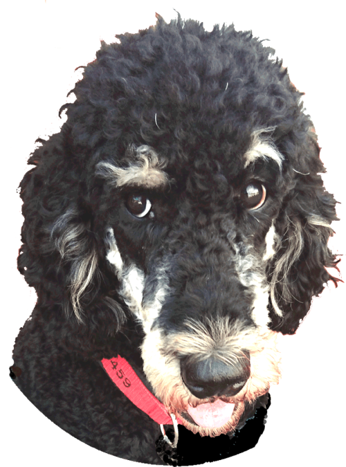 Tosca Portrait 01 2017 07 07 800×1080 Tosca Portrait 01 2017 07 07 800x1080